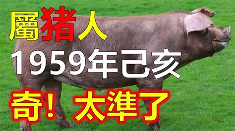 屬豬適合方位|【屬豬坐向】揭秘！屬豬最佳住房坐向，旺運又聚財！